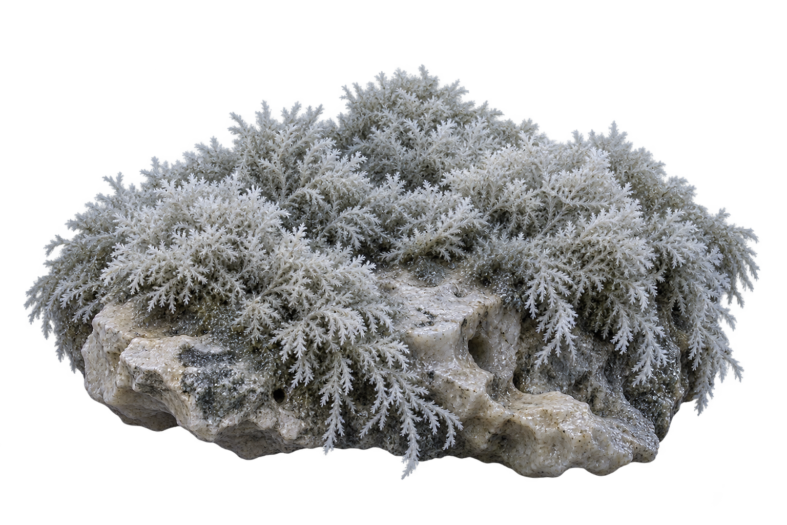 Pale cave moss